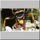 Polistes dominula - Haus-Feldwespe w19c.jpg